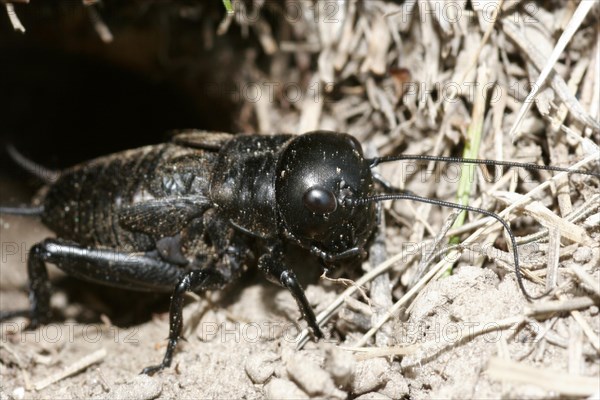 Field cricket