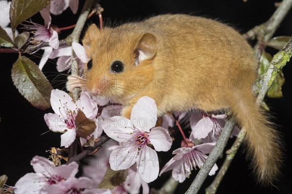 Hazel Dormouse