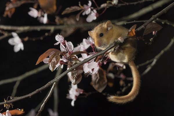 Hazel Dormouse