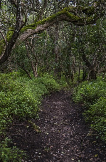 Path in Milkwood Forest