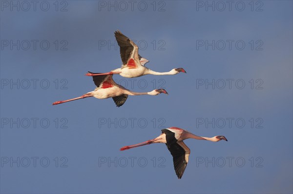 Lesser Flamingo