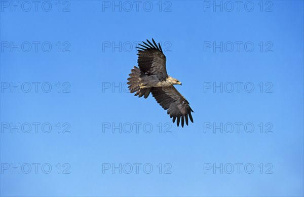 Tawny Eagle