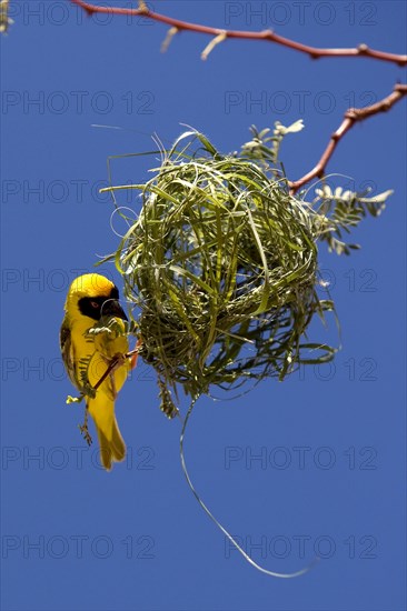 Southern Masked Weaver