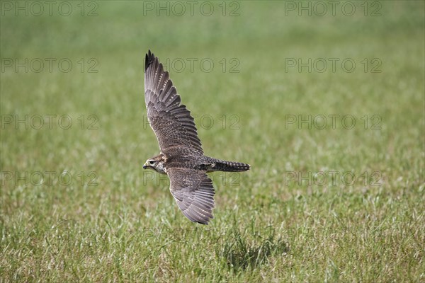 Saker falcon