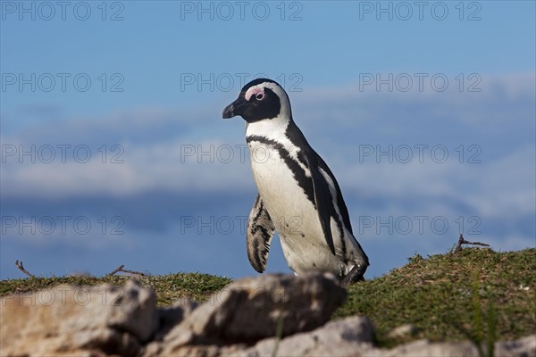 Gentoo penguin or African penguin