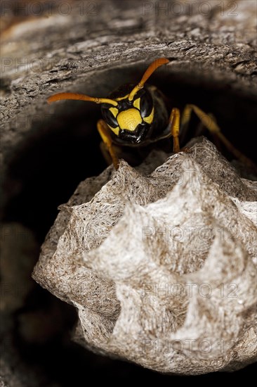 Common Wasp