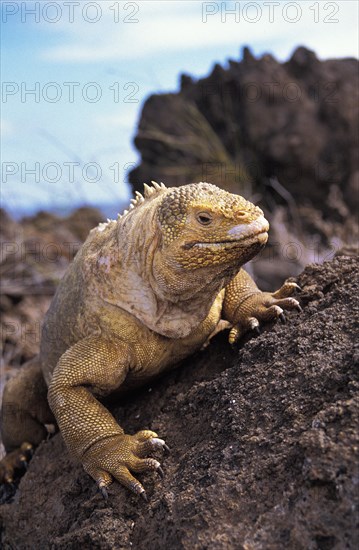 GALAPAGOS LAND IGUANA