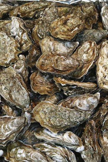 FRESH OYSTERS ostrea edulis