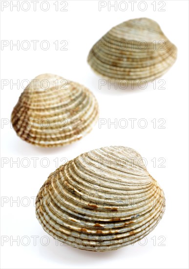 Shells