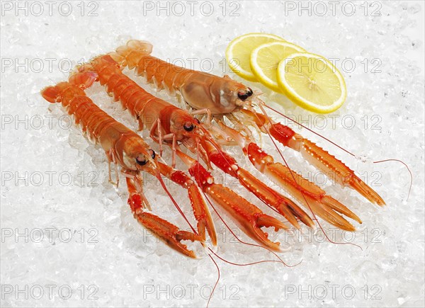 Dublin Bay Prawn