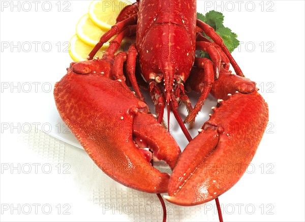 COOKED Lobster