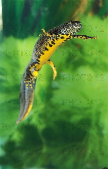 ALPINE Alpine newt