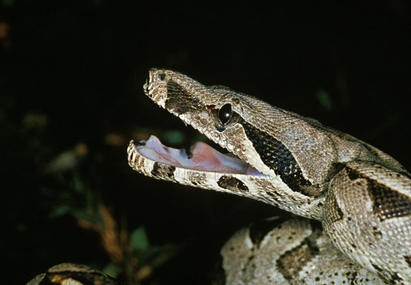 Boa constrictor