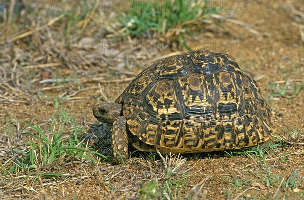 Leopard Tortoise