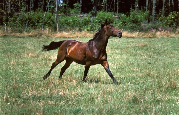 Selle Francais horse gallops through paddock