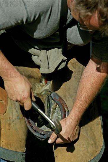 Farrier with Percheron horse hammering a nail into the horse's newly fitted horseshoe