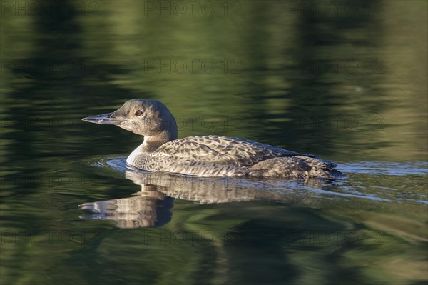 Great Northern Loon