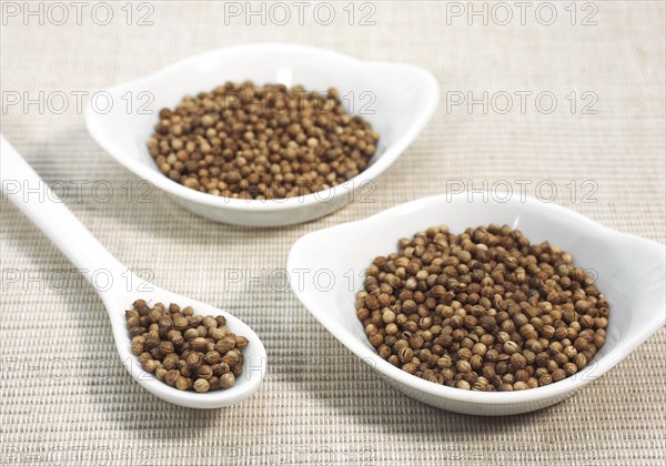 Coriander