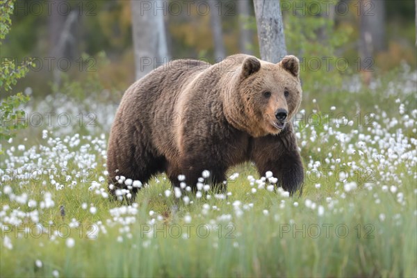 European Brown bear