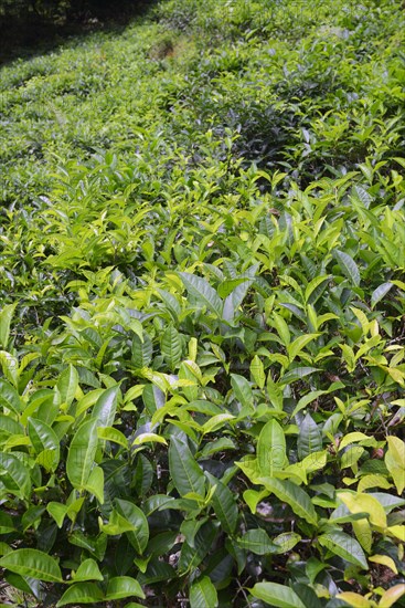 Tea plantation on the island of Mahe