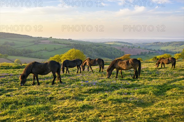Herd of Exmoor ponies on Cothelstone Hill in the Quantock Hills