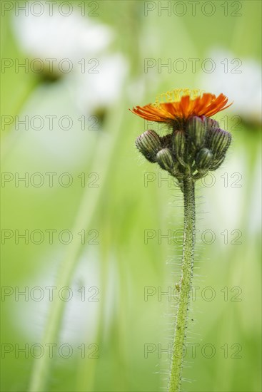 Fox and cubs