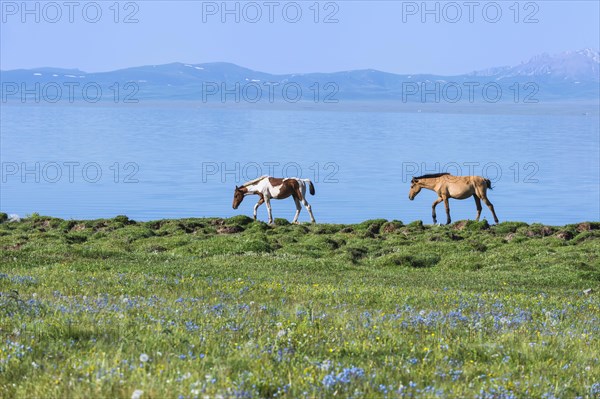 Horses walking on the lakeshore