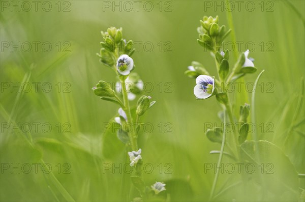 Rock speedwell