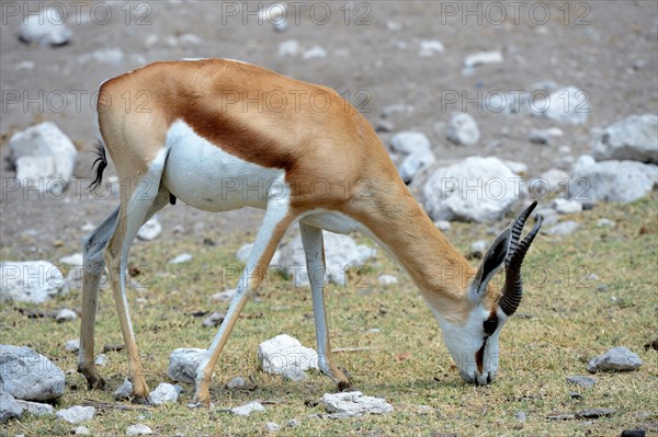 Springbok