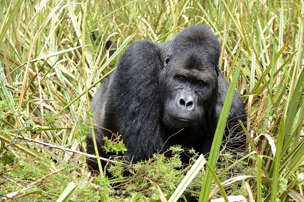 Eastern lowland gorilla