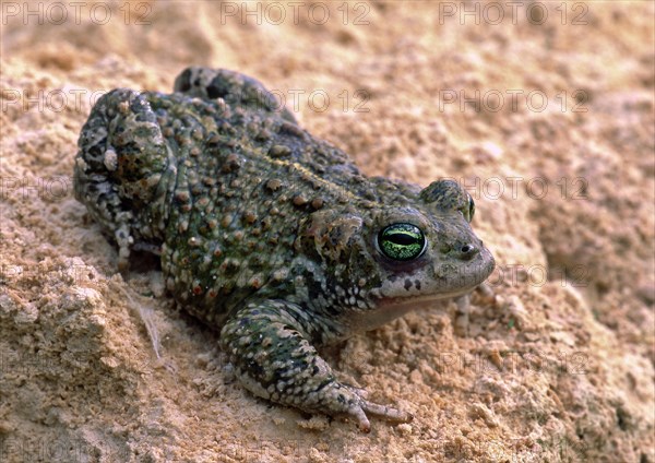 Natterjack Toad