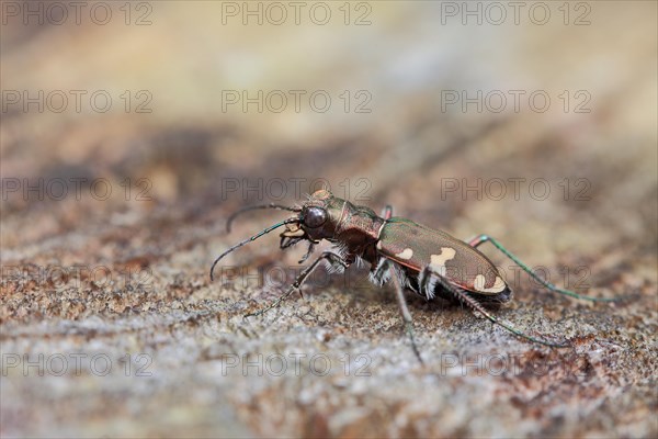 Dune Sand Beetle