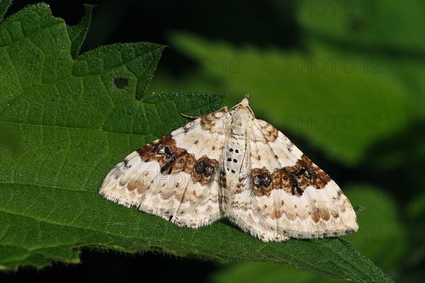 Black-banded leaf moth