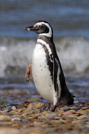 Magellanic Penguin