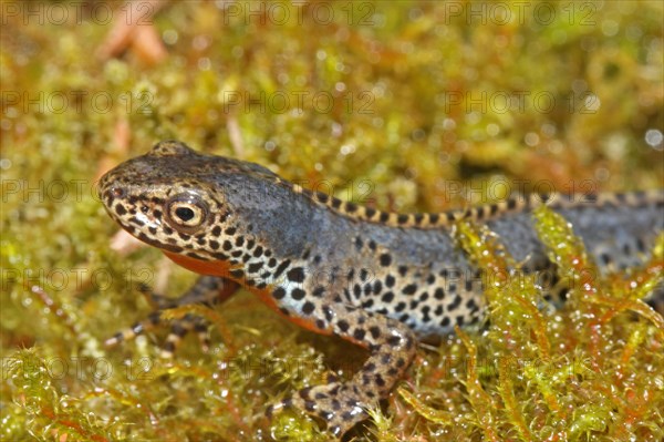 Alpine Newt