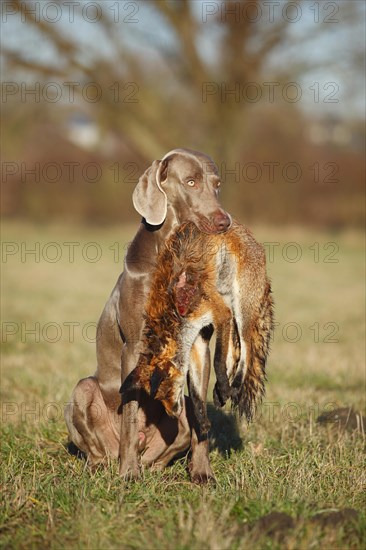 Weimaraner