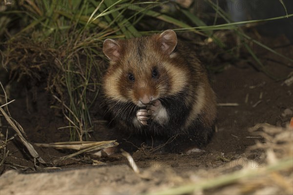 European Hamster