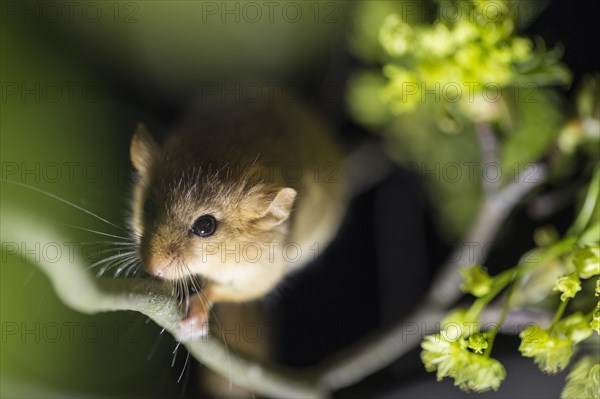 Hazel Dormouse