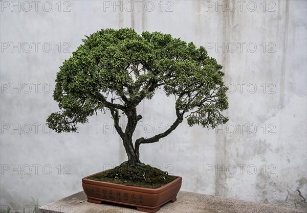 Bonsai tree in front of a concrete wall