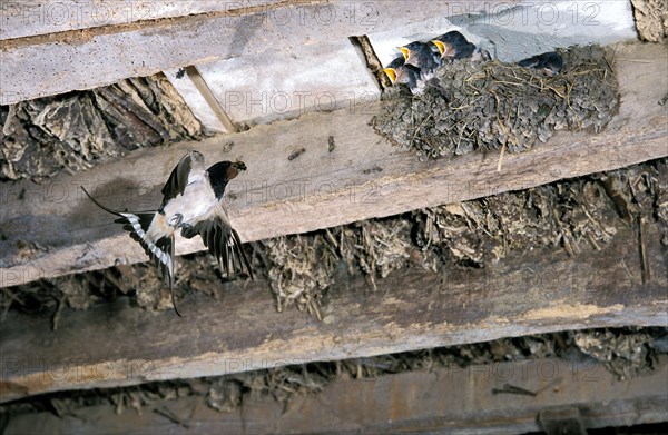 Barn swallow