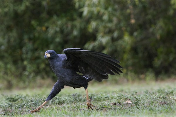 Greater Black Hawk
