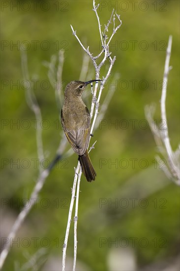 Great Double-collared Sunbird