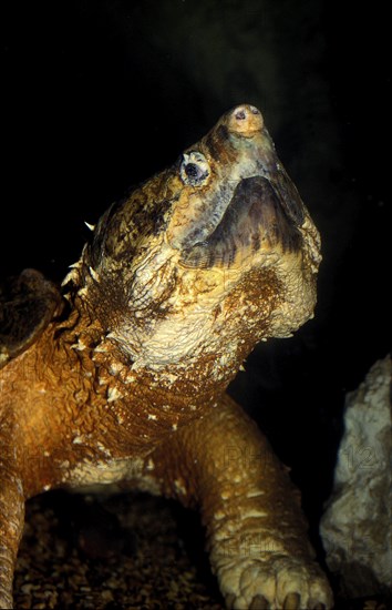 Alligator snapping turtle