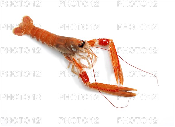 Dublin bay shrimp or Norway lobster