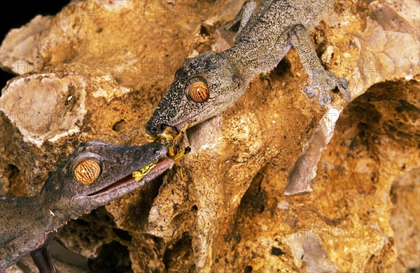 Leaf-Tailed Gecko