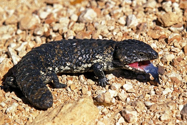 Bobtail Skink