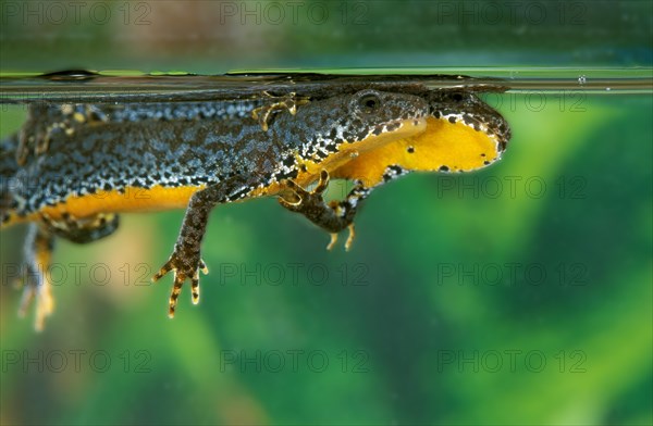 ALPINE Alpine newt