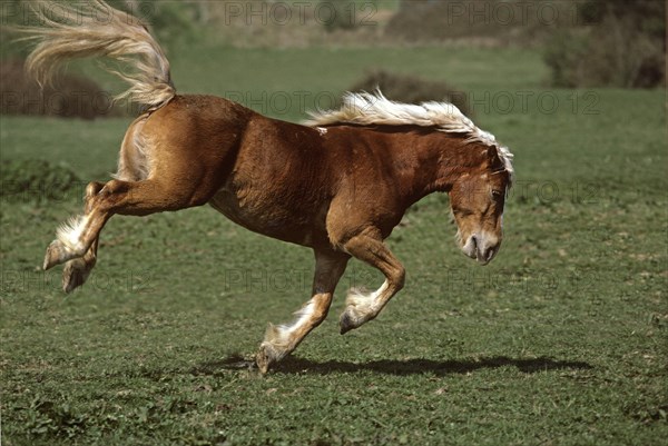 HAFLINGER PONY