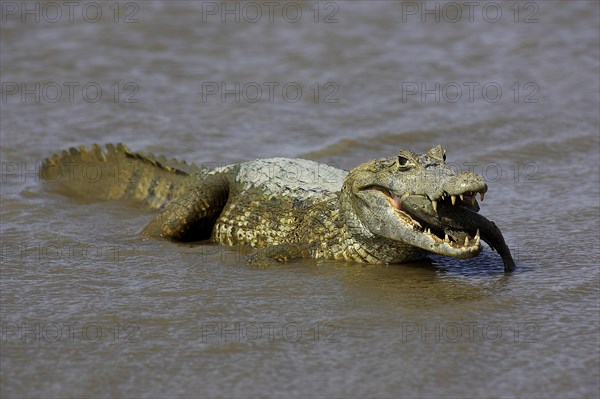 Spectacled Caiman