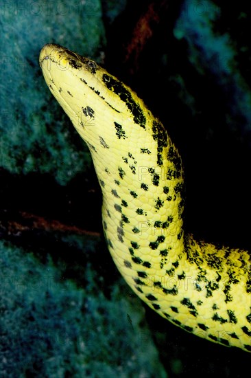 HEAD OF YELLOW ANACONDA